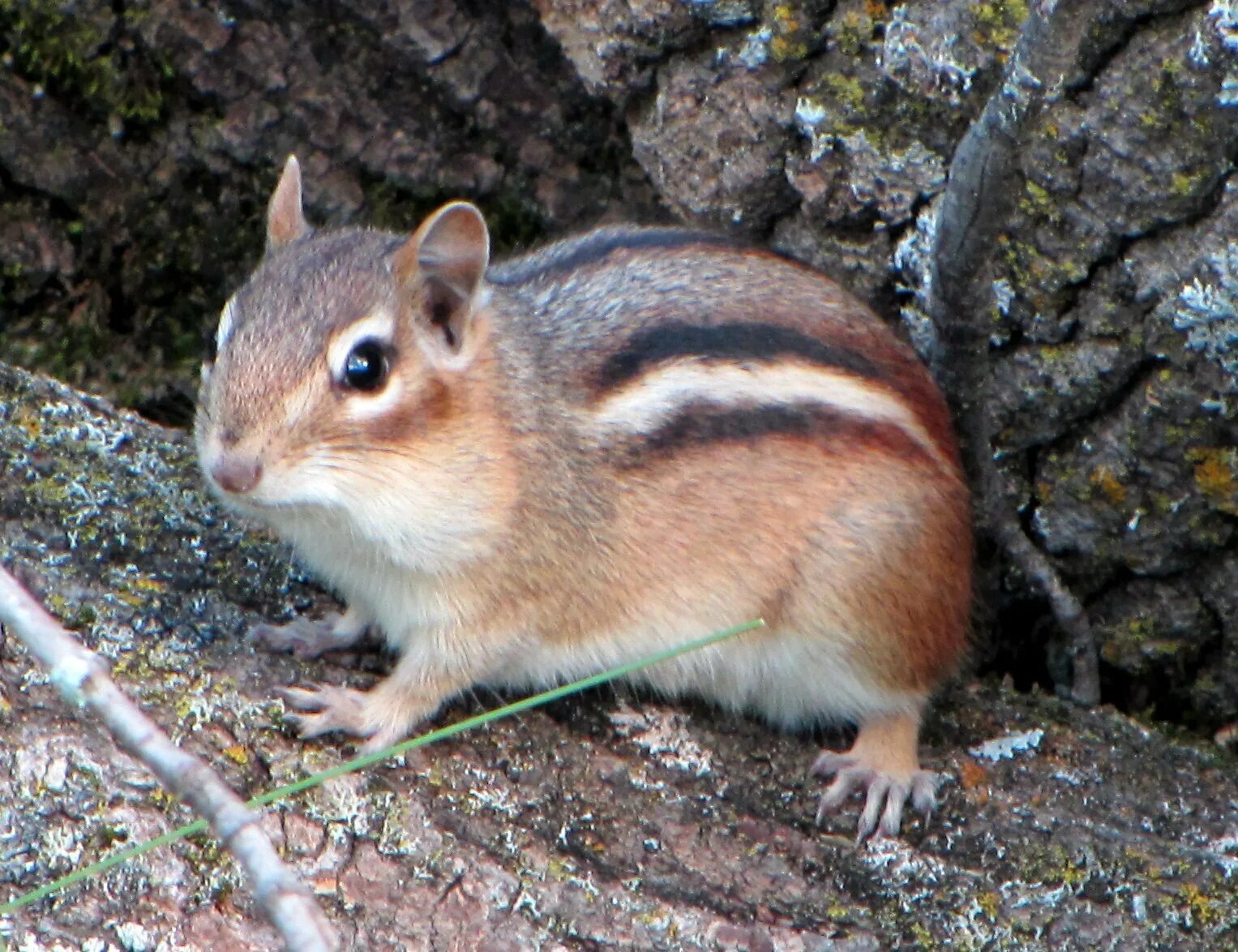 Тамиас бурундук Сибирский. Восточный бурундук (Tamias striatus). Сумчатый бурундук. Джунгарский бурундук.