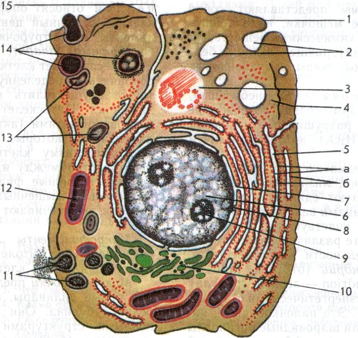Клетка человека изображение. Строение животной клетки клетки без подписей. Строение органелл животной клетки. Органоиды животной клетки без подписей. Органеллы животной клетки схема.