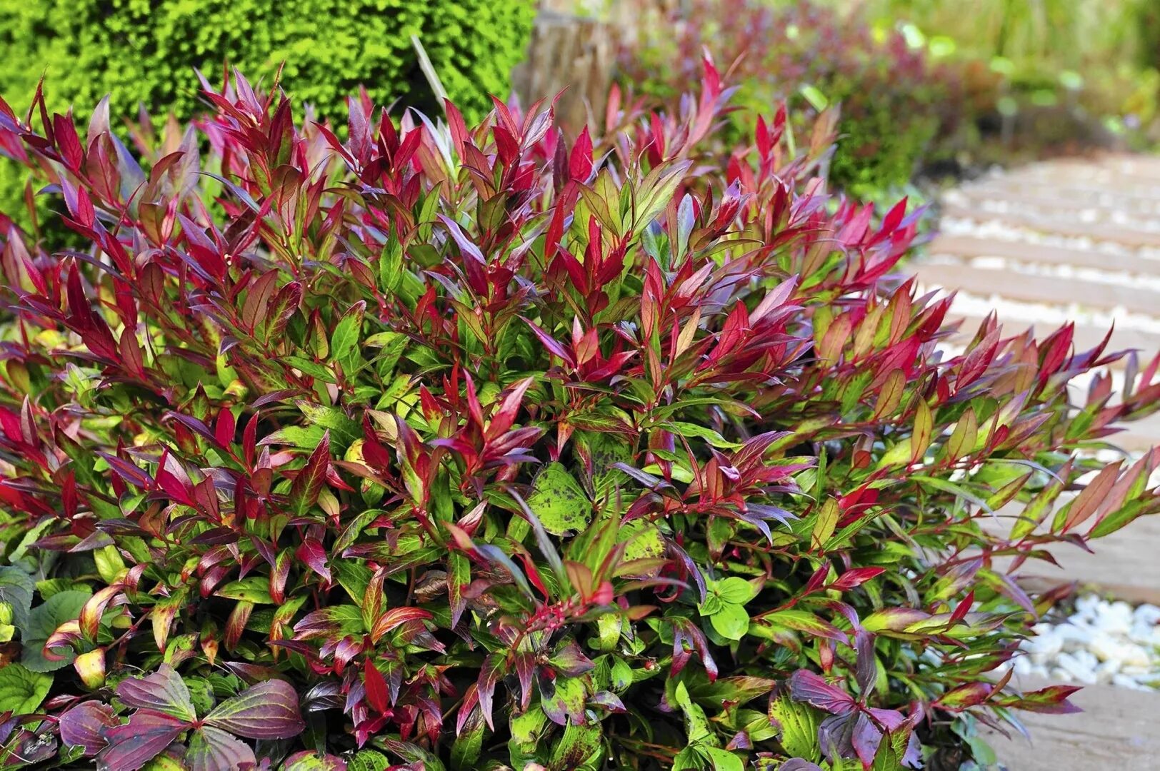 Леукотоэ кустарник фото Леукотое : Leucothoe Zeblid-Леукотоэ Зеблид