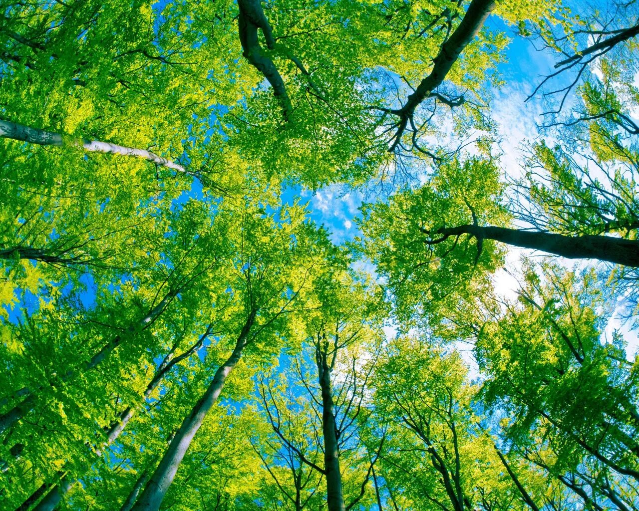 I like trees. I like trees
