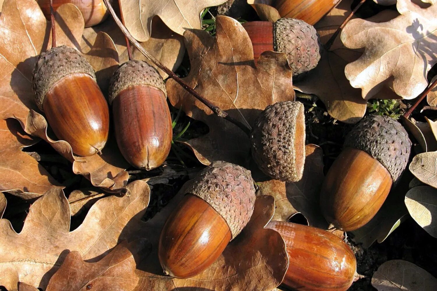 Собирают спелые орехи желуди дикие фрукты. Каштан плод Желудь. Семена дуба черешчатого. Желудь это семена дуба. Осенние желуди.