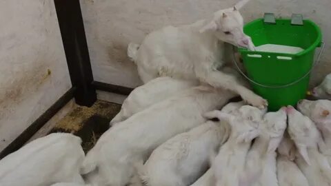 Молоко для ягнят