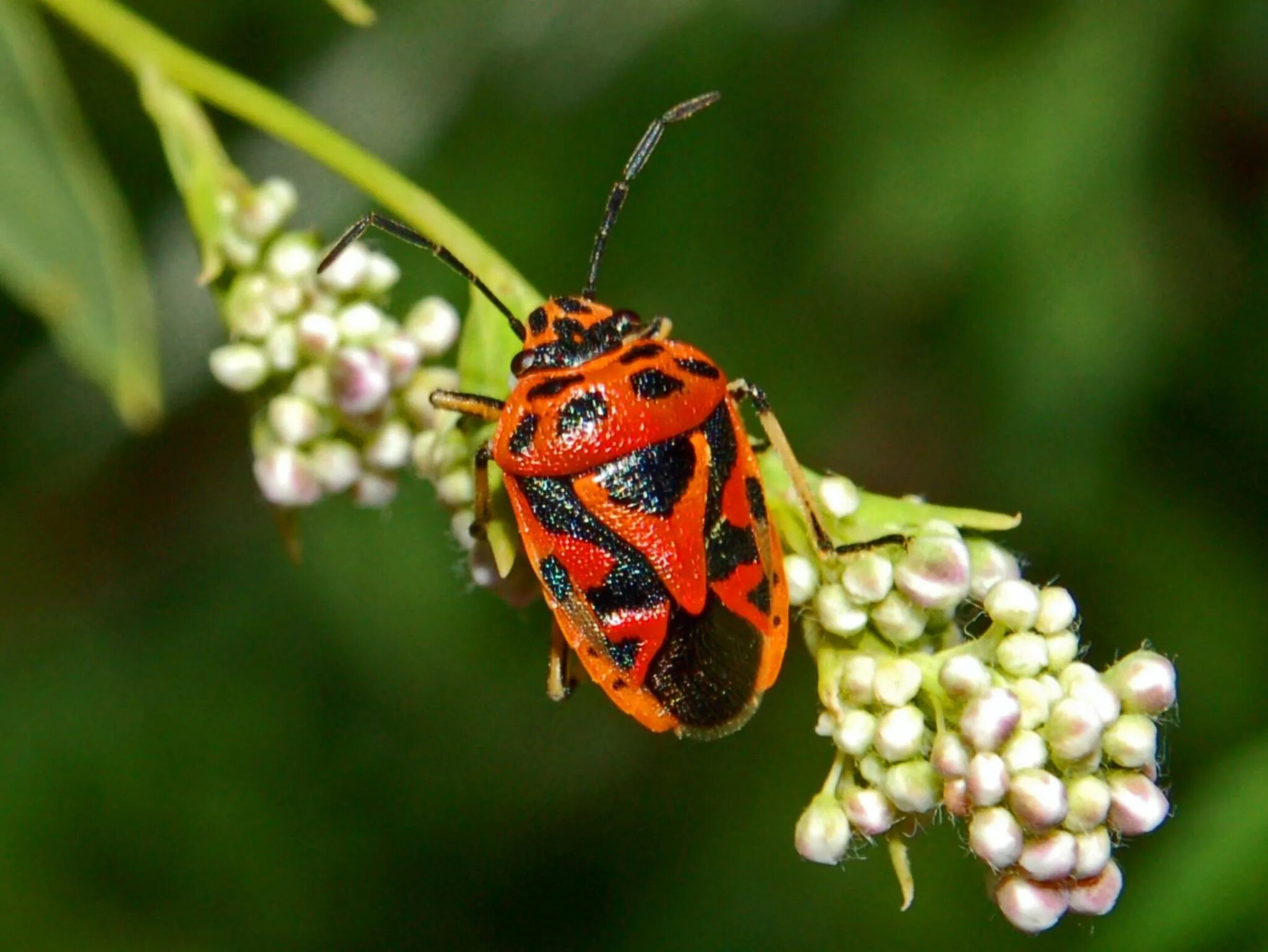 Насекомое пестрое. Клоп-солдатик – Pyrrhocoris apterus. Клоп щитник зеленый древесный. Жук щитник. Крестоцветные клопы — Eurydema.