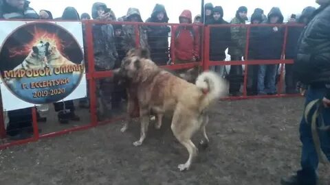 Нюх стабильный шаг