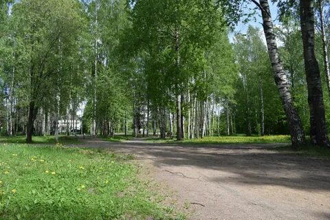Березовая роща ленинградская область