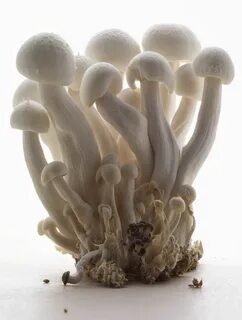 Оттенок mushroom