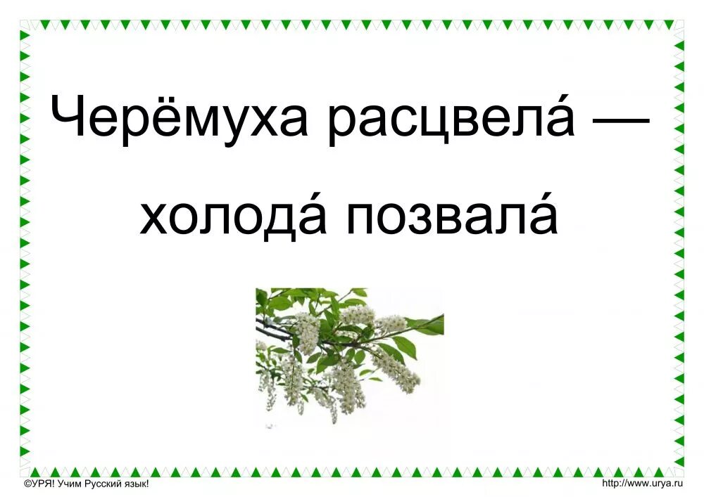 Черемуха приметы. Пословицы про черемуху. Черемуха расцвела холода позвала. Загадка про черемуху. Поговорки про черемуху для детей.