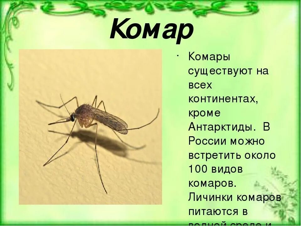 Комар какая среда. Комары презентация. Сообщение про комаров. Комар описание. Доклад про комаров.