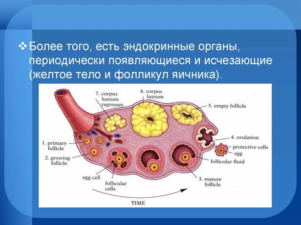 Созревание фолликула в яичнике происходит. Фолликул. Везикулярные яичковые фолликулы.