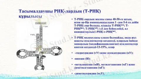 Жетілген орыс порно