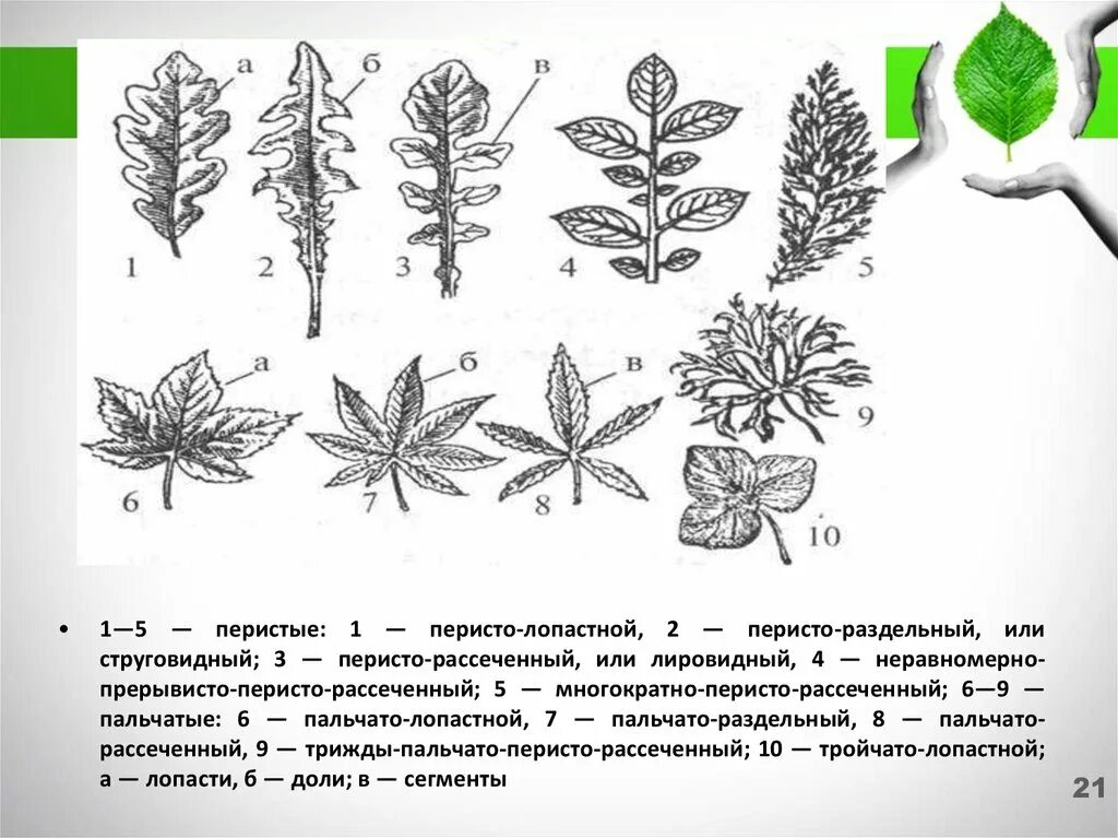 File:Crataegus monogyna leaf J2.JPG