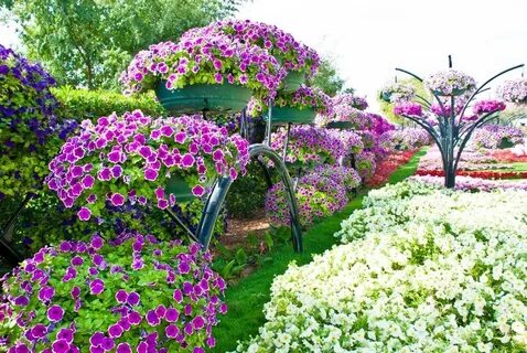 Петуния красивые клумбы