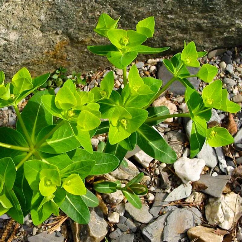 Молочай Палласа. Молочай Палласа Фишера. Молочай Палласа Euphorbia fischeriana. Молочай Забайкальский. Молочай корень мужик корень