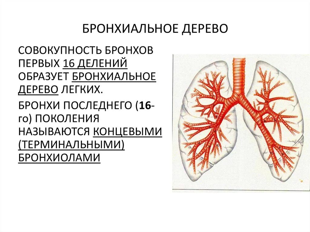 Бронхиальное дерево легких. Бронхиолы и бронхиальное дерево. Трахея бронхи бронхиальное дерево. Строение бронхиального дерева. Бронхиальное дерево схема.