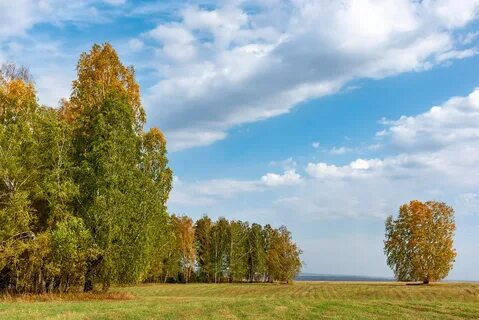 В роще живут