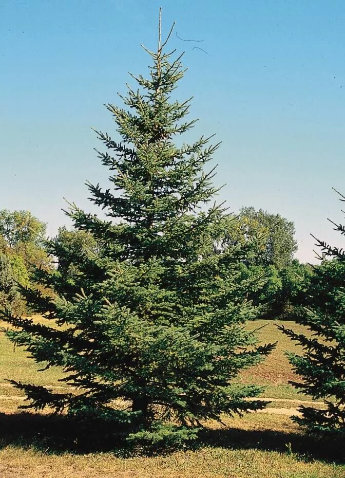 Ель красная Picea Rubens. Ель Сибирская (Pícea obovаta). Picea Excelsa. Ялина дерево.