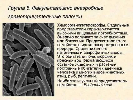 Факультативно анаэробные микроорганизмы