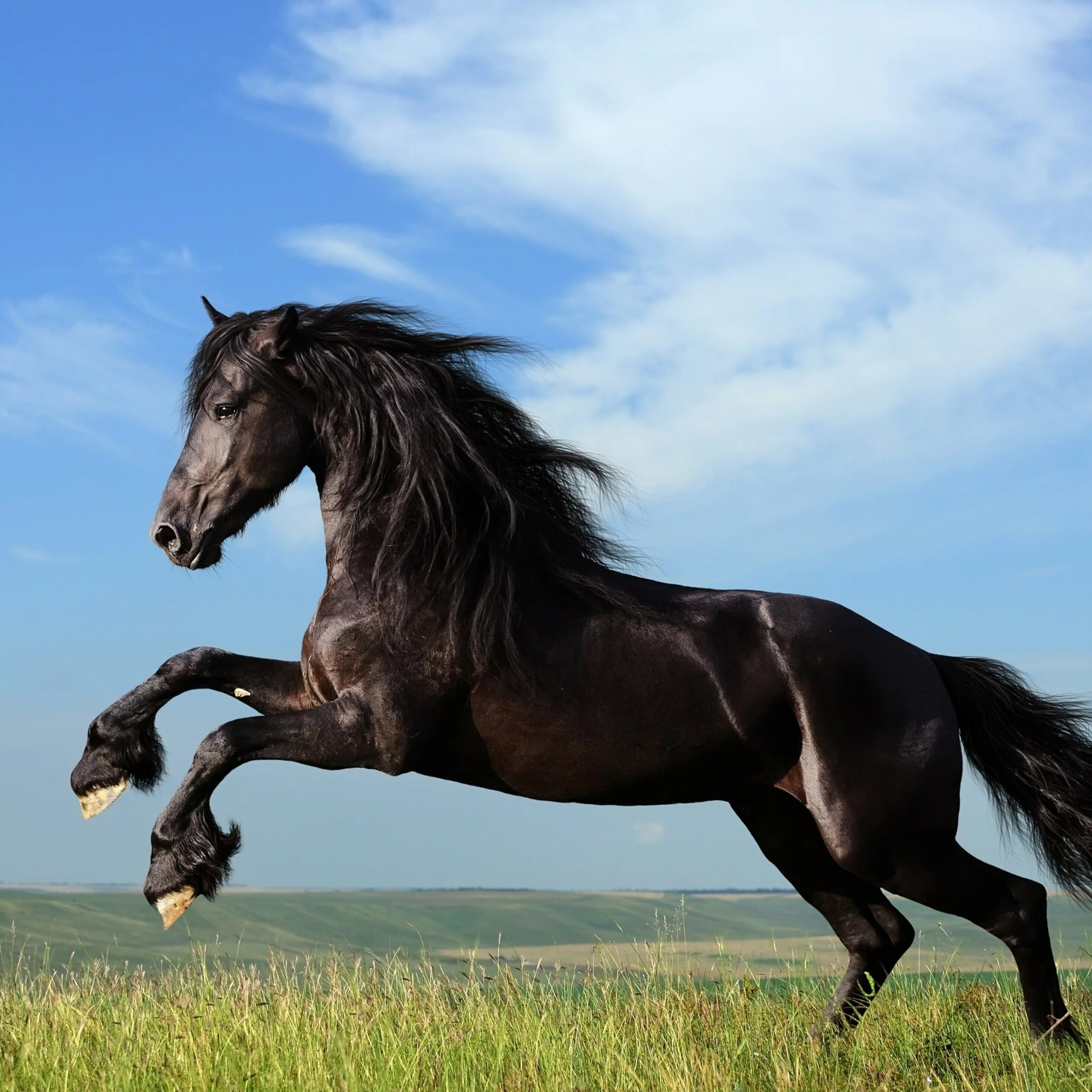 Черный конь скачет. Фризская лошадь гнедая. Фризская лошадь грива. Лошадь бежит. Конь скачет.