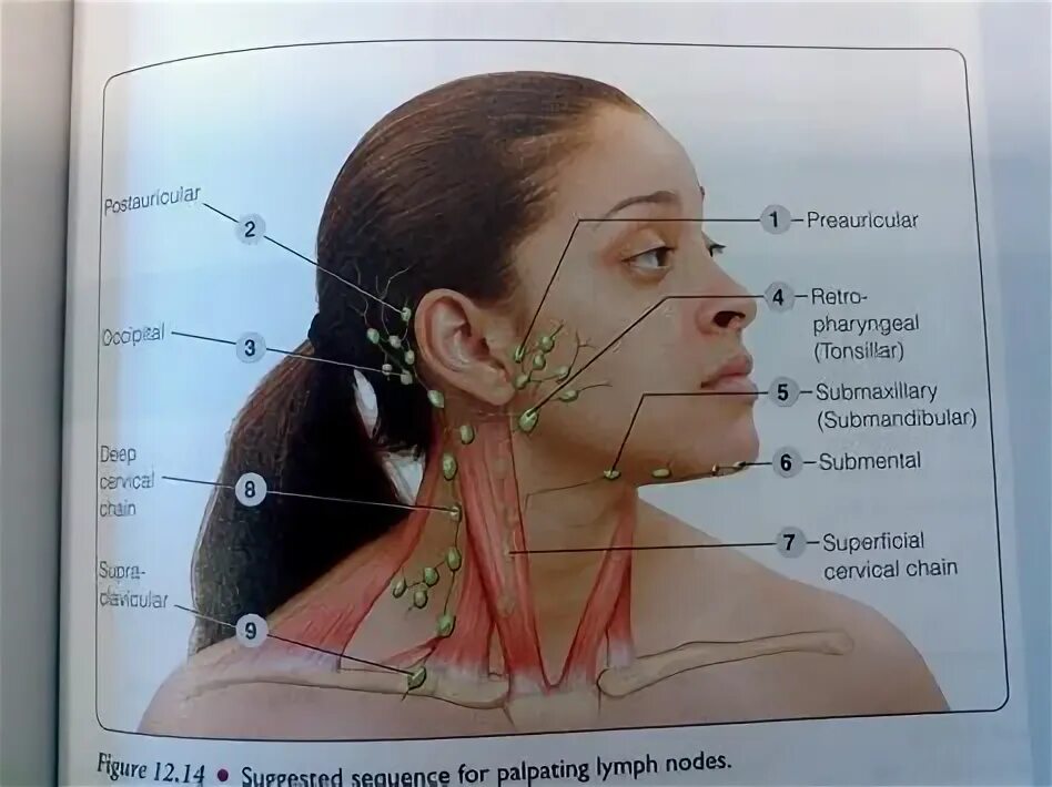 Лимфоузлы за ухом схема расположения. Схема лимфоузлов на лице человека. Лимфатические узлы на шее. Преаурикулярные лимфоузлы