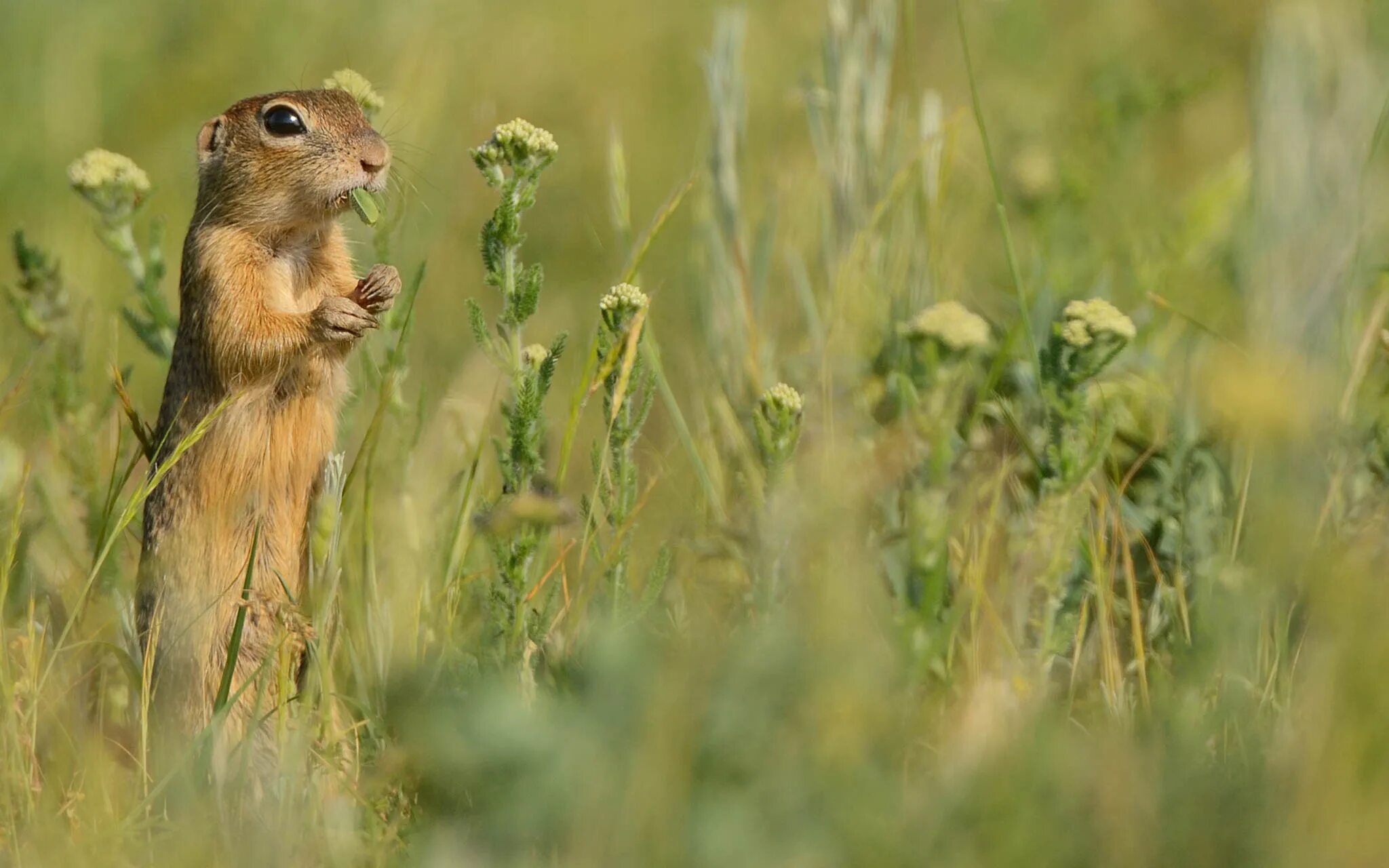 Дикий суслик. Чернохвостая Луговая собачка. Крапчатый суслик Spermophilus suslicus. Даурский суслик. Суслик Краснощекий (Spermophilus erythrogenys).