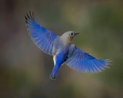 Голубой полет