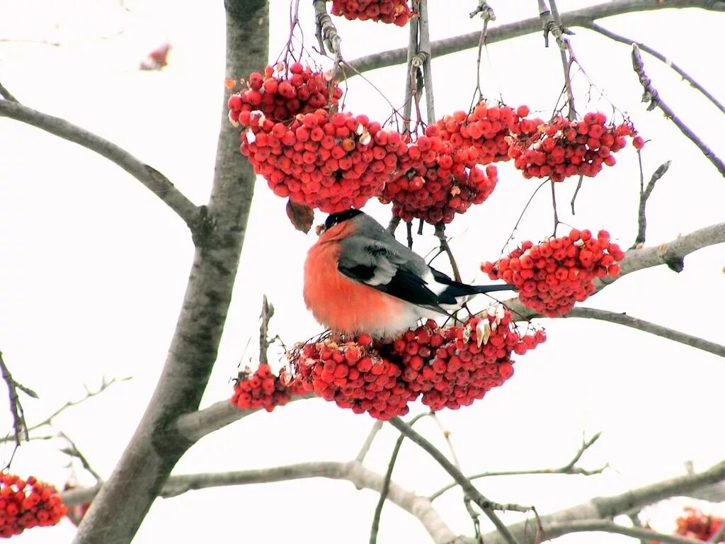 Снегирь в горах. Аптека снегири. Поселок снегири москва. Снегирь дома. Пища снегиря.
