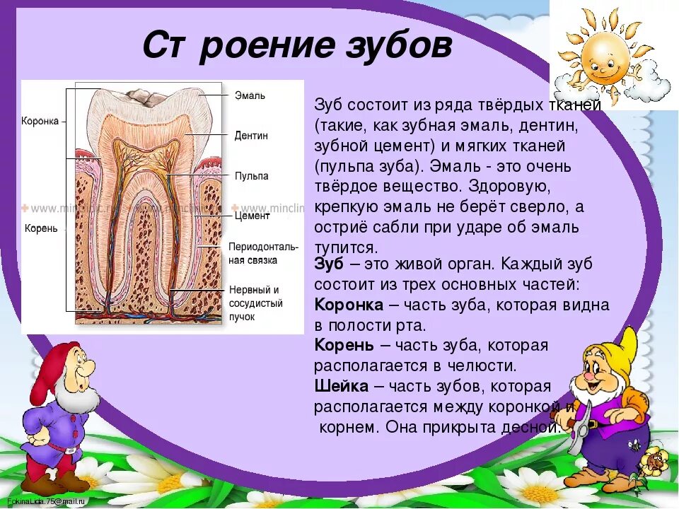 Почему выпадают зубы у взрослого. Строение молочных зубов. Строение молочного зуба у детей.