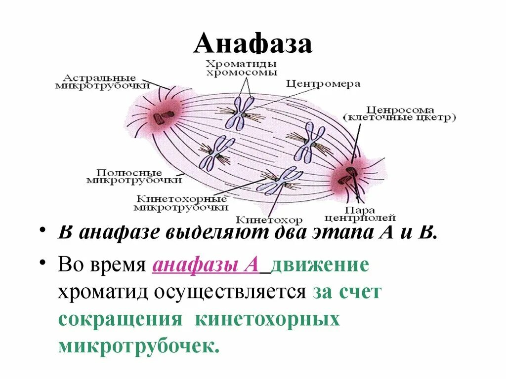 Сколько клеток в анафазе. Анафаза с обозначениями. Анафаза митоза строение. Анафаза рисунок с обозначениями. Анафаза клетки.