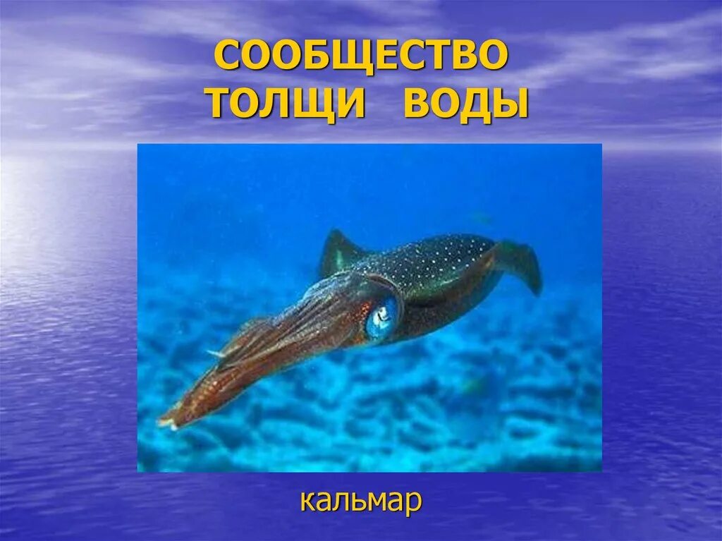 Сообщество толщи воды