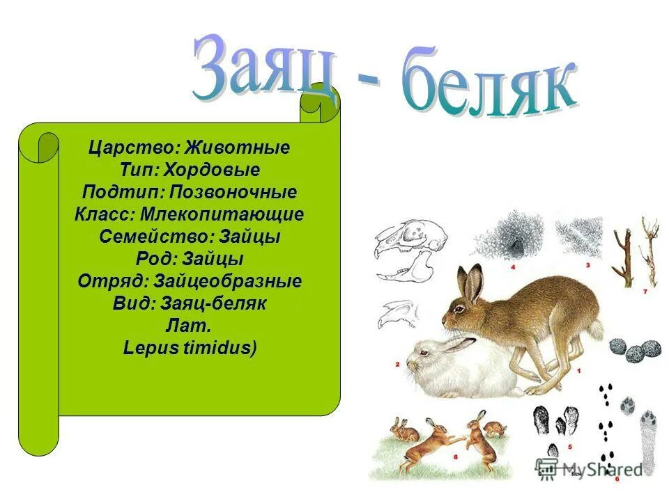 Заяц род отряда. Отряд зайцеобразные образ жизни. Заяц беляк царство класс отряд вид семейство. Представители отряда зайцеобразных. Заяц русак царство тип класс отряд.