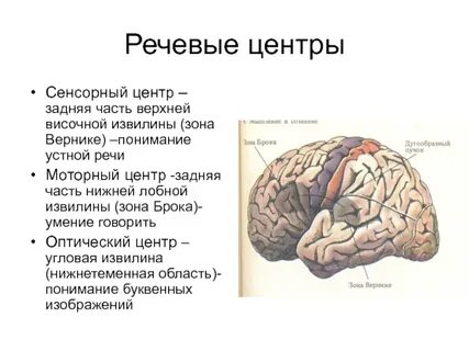 Зона брока и вернике