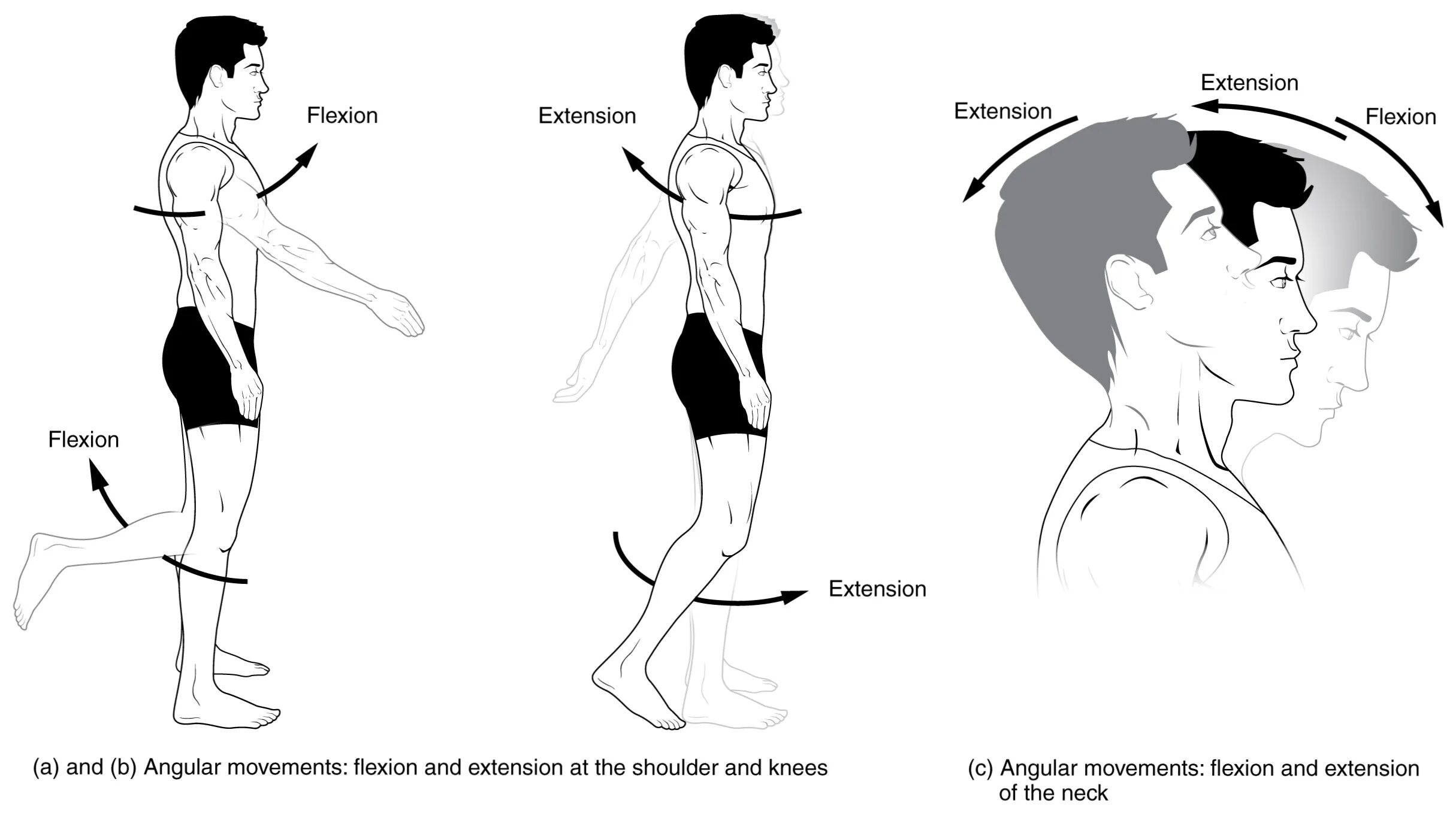 Extension definition. Флексия и экстензия. Сгибание и разгибание плеча. Движения в плечевом суставе. Flexion Extension.