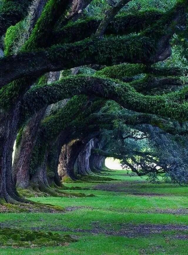 Уистманс вуд. Долина реки ланкастер. Ведьмин лес девон англия. Арка из деревьев в лесу. Болотный кипарис каддо.