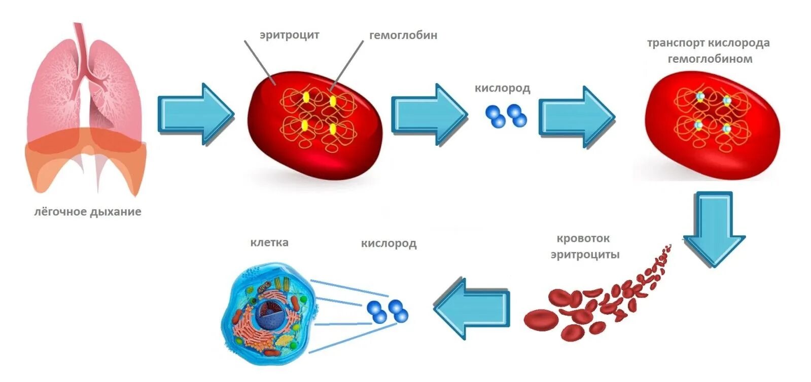 Концентрация гемоглобина у мужчин. МСНС В крови. Концентрация в эритроците гемоглобина (MCHC). Понижен MCHC В крови у женщин. MCHC норма у женщин.