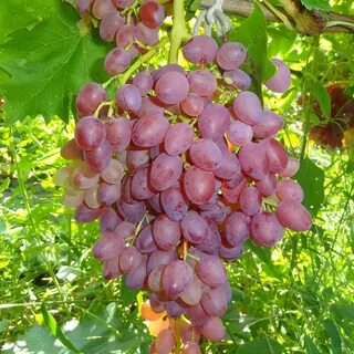 Сорт винограда кишмиш розовый