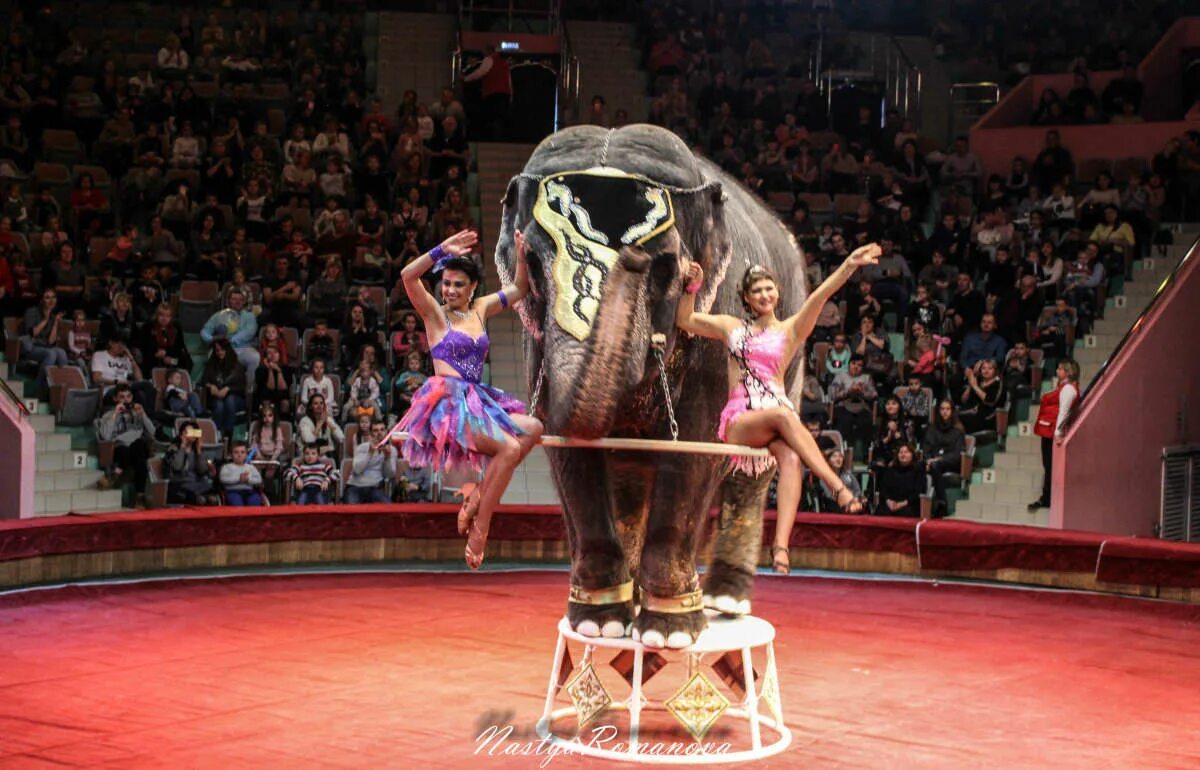 Шоу ричи цирк. Цирку 5 лет. Рис циркачи в цирке. Современный цирк. Цирк шапито арлекин.