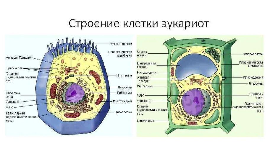 Клеточное строение эукариотов. Строение эукариотической клетки структура клетки. структура клетки эукариот. эукариотические клетки строение. растения эукариоты строение клетки.