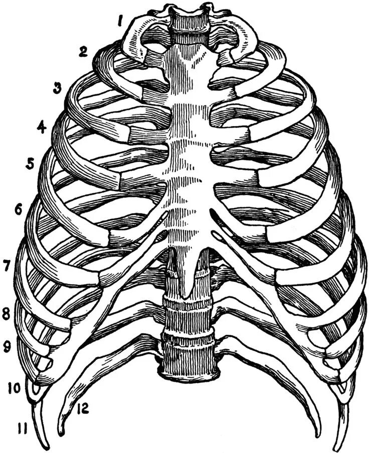 Левое и правое ребро. Ребра и Грудина анатомия. Анатомия скелет грудной клетки ребра Грудина. Анатомия ребер грудной клетки. Грудная клетка человека анатомия рисунок.
