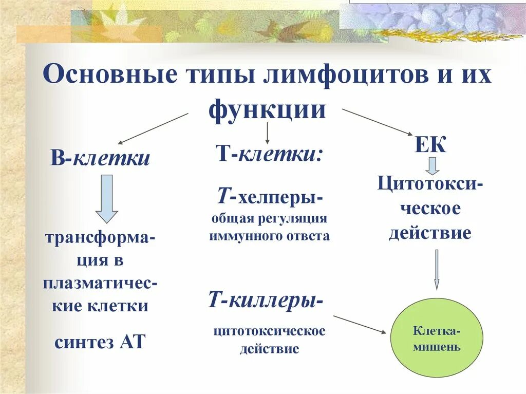 Т-лимфоциты основные типы и функции. Основные типы лимфоцитов и их функции. Основные типы в лимфоцитов. Функции т лимфоцитов и в лимфоцитов. Группы лимфоцитов