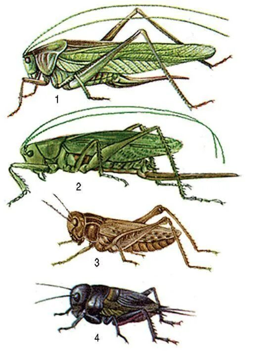 Отряд Прямокрылые Саранча. Кобылка кузнечик и Саранча отличия. Отряд Прямокрылые среда обитания. Представители отряда прямокрылых насекомых. Прямокрылые насекомые развитие