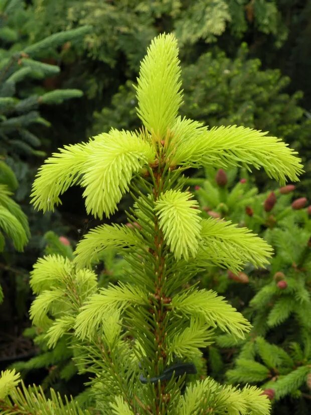 Picea aurea. Ель обыкновенная ауреа. ель обыкновенная ауреа магнифика. ель обыкновенная magnifica aurea. ель европейская ауреа.