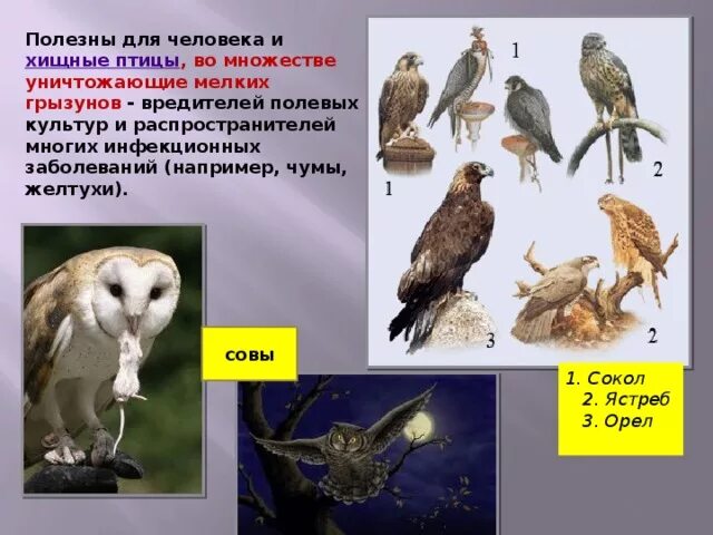 Значение хищных в жизни человека. Хищные птицы разнообразие. Роль птиц в жизни человека. Значение птиц в природе. Птицы в жизни человека и природы.