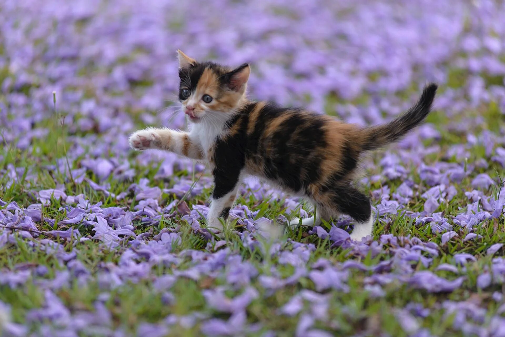 Картинки кота котят. Красивые кошки. Картинки котят. Красивые котята.