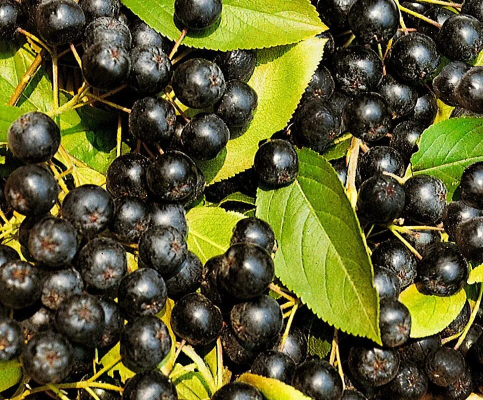 арония сливолистная. черноплодная рябина. сорта черноплодной рябины. рябина черноплодная (арония) арон. черноплодная рябина викинг.