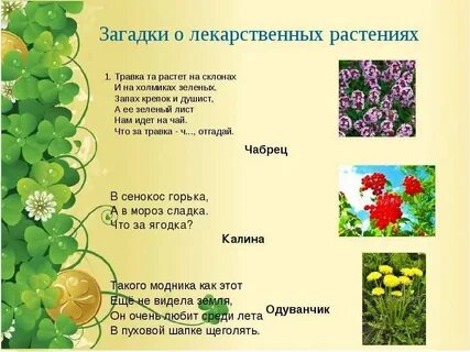 Какие цветы отвечают на вопрос что