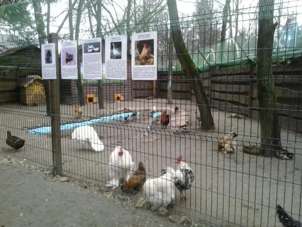 Зоопарк деревня. Зоопарк в деревне. Зоопарк в деревне Билогорща. Контактный зоопарк деревенька трагедия. Самый лучший зоопарк в деревне.