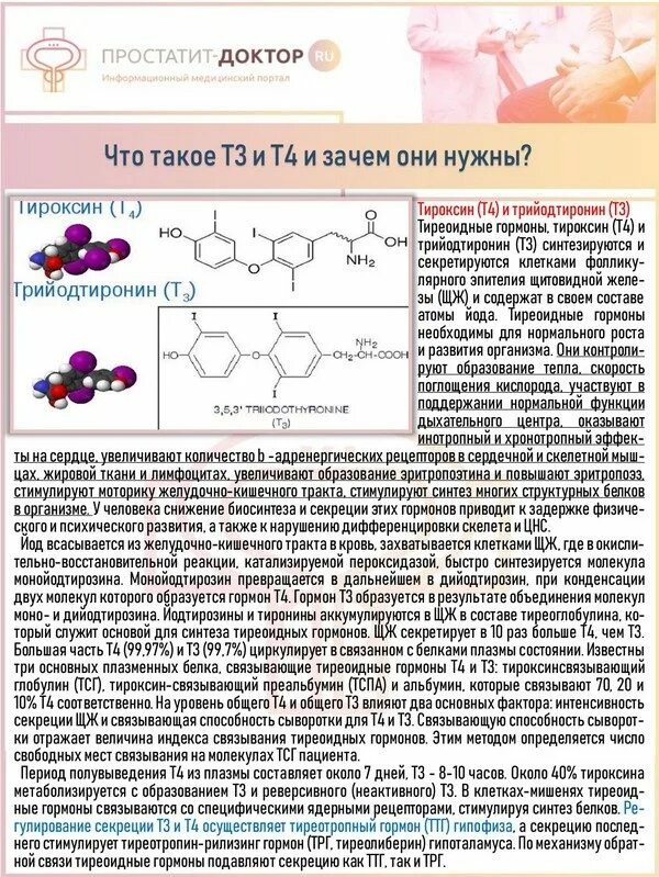 Тироксин гормон молекула. Тироксин место синтеза гормона. Тиреотропин рилизинг гормон. Тиреотропный гормон стимулирует Синтез каких гормонов. Секретирует тиреотропный гормон