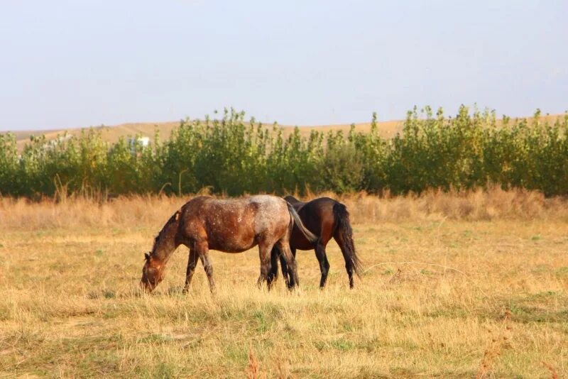 Пастух лошадей в казахстане. Жүйрік ат. Лошади породы адай. Лошади в степи казахстана. Природа лошади казахстан.