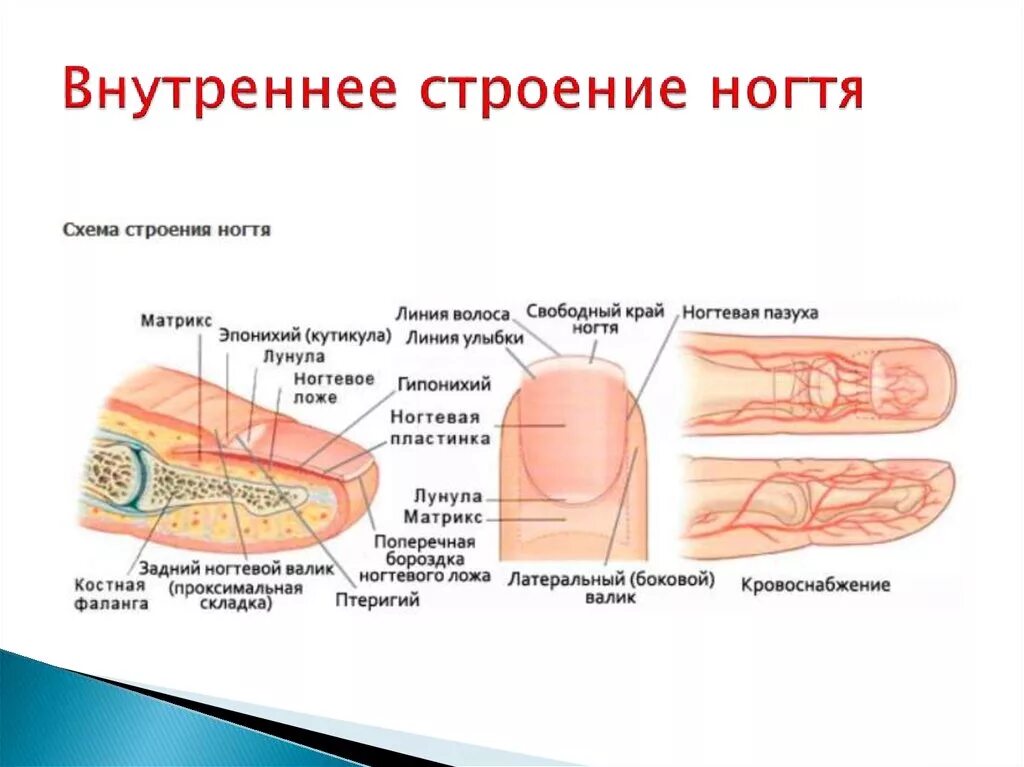 Строение ногтя ногтевое ложе. Строение ногтя и ногтевой пластины анатомия. Строение ногтя сбоку. Строения ногтевого ложа анатомия. Наличие ногтевых пластин