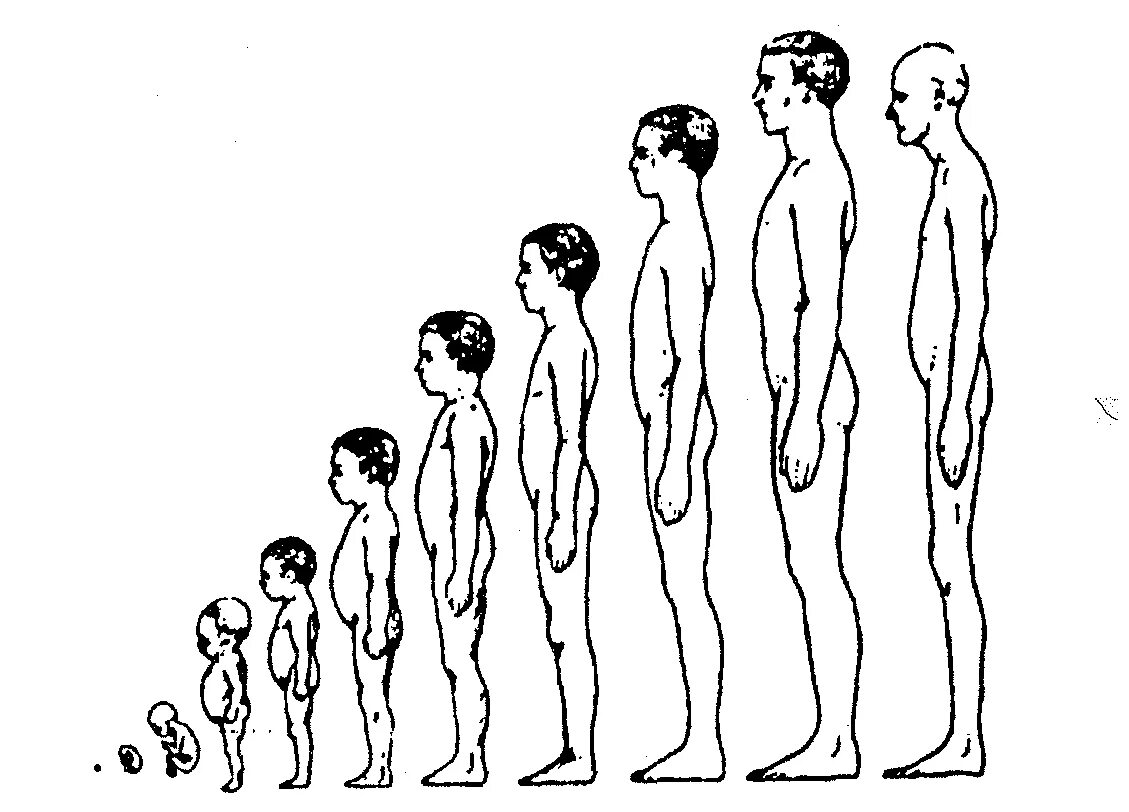 Возрастная периодизация роста и развития человека анатомия. Онтогенез этапы развития человека. Пубертатный период у мальчиков. Этапы роста человека. Возрастные изменения роста